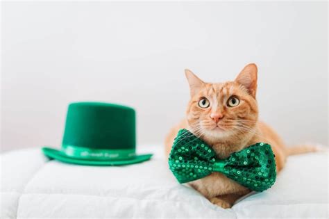 6 Great Irish Cat Breeds Wise Kitten