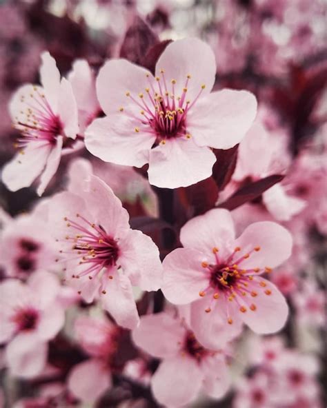 Premium Photo Close Up Of Cherry Blossoms