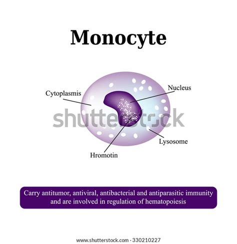 Anatomical Structure Monocytes Blood Cells Vector Stock Vektor