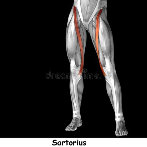 3d Illustration Human Upper Leg Anatomy Or Anatomical And Muscle Stock