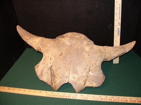 Fossil Bison Skull With Horns 041421b The Stones And Bones Collection