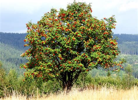 Rowan Tree Guide How To Grow And Care For Mountain Ash Trees