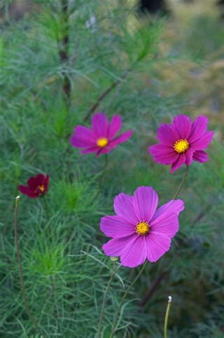 The chicago botanic garden's rare titan a. The Real Meaning of Cosmos Flowers You Wished to Know ...