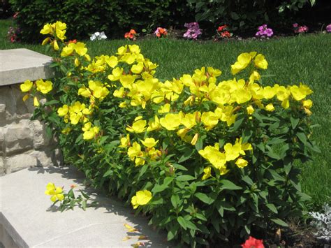 In spring, summer and fall, stretch creatively and pair hardy perennials with annuals like marigolds, zinnias, impatiens. Lemon Drop® Evening Primrose is easy to grow, and very ...