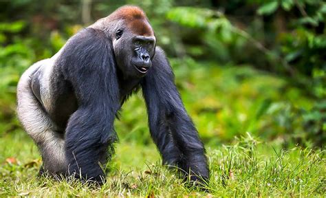 Western Lowland Gorilla Discover Afrika