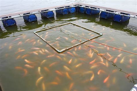 The Role Of Aquaculture In Transforming Nepal Organica Biotech