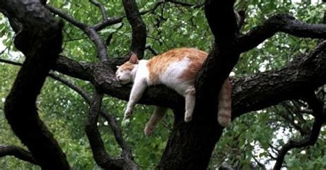 Crew Rescues Cat Stuck In Tree For 3 Days After Being Dropped By Hawk