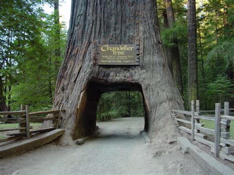 History Of Redwood National Park Timeline Timetoast Timelines
