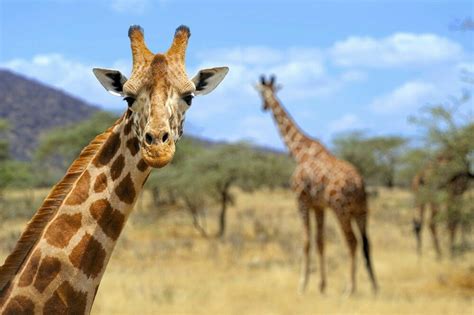 Pin By Carolanne Collie On African Safari Goal Giraffe Facts