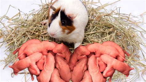 How Guinea Pig Giving Birth To Many Cute Babies Youtube