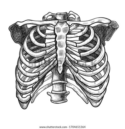 Huesos De Torso Humanos Extraídos A Mano