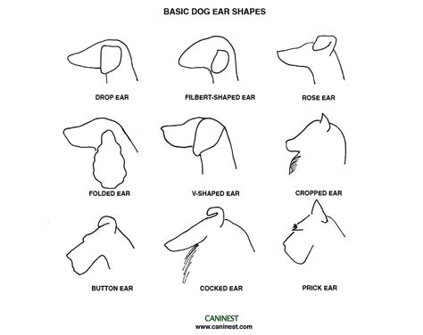Canine Ear Shape Dog Ear Shapelearn More Here Dog Ear
