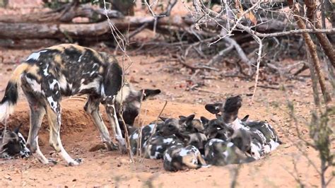 African hunting dog african wild dog hunting dogs nature animals animals and pets cute animals wild animals funny animals wolf hybrid. African wild dog puppies! - YouTube