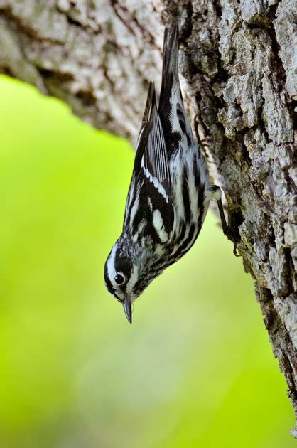 Jeff Wendorff Nature And Wildlife Photography Portfolio Wood Warblers