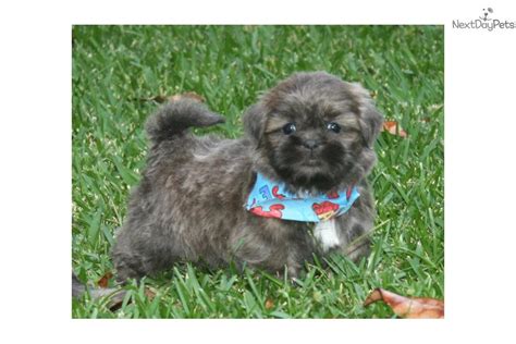 Baker Blue Shihtzu Shih Tzu Puppy For Sale Near Monroe Louisiana