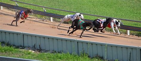 Greyhound Racing Tracks In Australia All States Race Courses