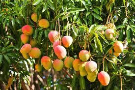 Fresh Mango Fresh Mango At Best Price In Chikballapur Sri Mbs
