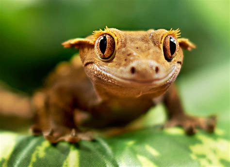8 Irresistibly Cute Photos Of Pet Reptiles