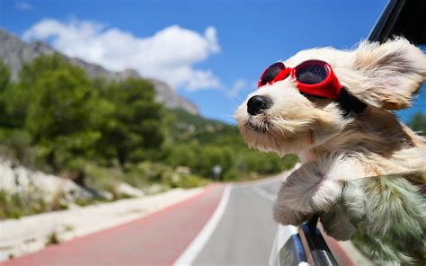 Hd Wallpaper Dog Funny Cute Travel Wind Happy Animals Sunglass