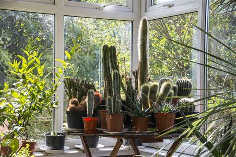 Candw Direct Grow Plants In Your Conservatory