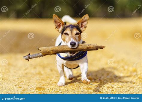 Small Jack Russell Dog With A Big Stick In His Mouth And Playing With
