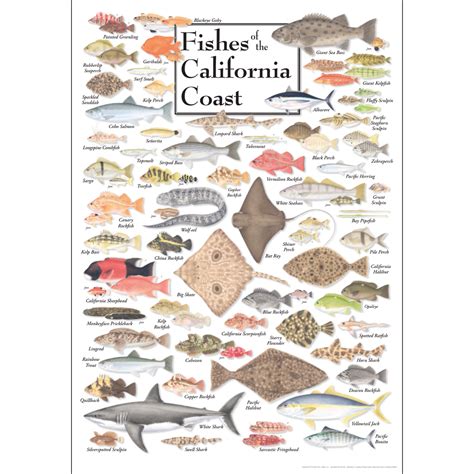 Fishes Of The California Coast Poster Earth Sky Water