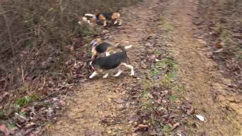 Skyviews Beagles Rabbit Hunting Ranger Showing The Way Youtube