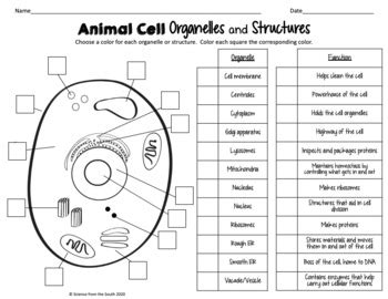 Different from other eukaryotic cells, such as plant cells, because they have no cell walls, and chloroplasts, and usually they have smaller vacuole. Plant and Animal Cell Organelles and Structures Worksheets ...