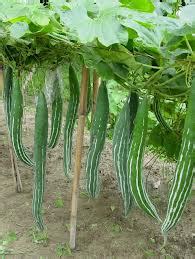 Selama ini dikira sayur lalapan biasa, tak disangka sayuran ini dipercaya jadi ramuan obat kuat alami sederhana sejak zaman mesir kuno. Buah Pare Belut/Pare Ular Untuk Sabun Mandi | Bisnis Hobi ...