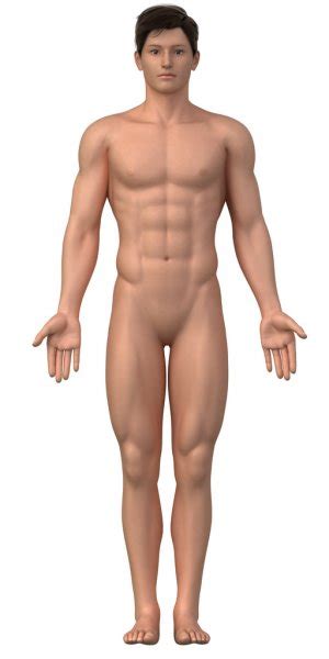Musculos Da Perna Anatomia Corpo Humano Corpo Humano Sistema Muscular