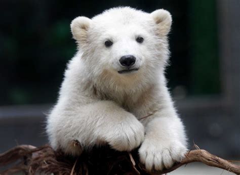 Anori Zoos Impossibly Cute Polar Bear Houston Chronicle