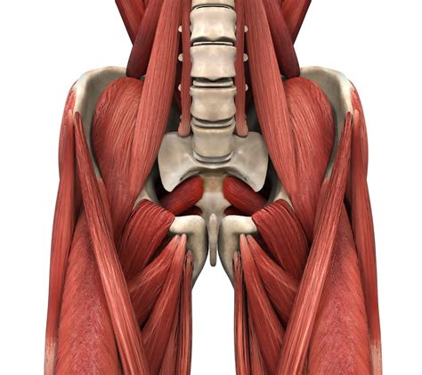 Psoas Muscle Archives Release Muscle Therapy