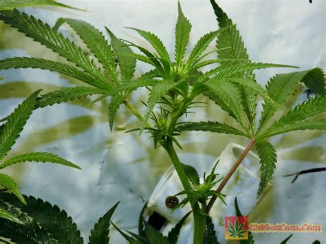 Schwazzing is a method of heavy defoliation during flowering. Bruce Banner Seeds - Bruce Banner Strain Grow - How To ...