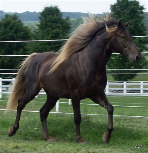 13 Beautiful And Unusual Horse Breeds Sf Globe