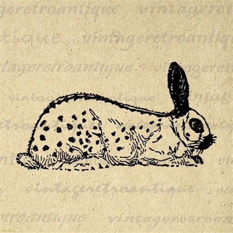 Digital Graphic English Spotted Rabbit By Vintageretroantique