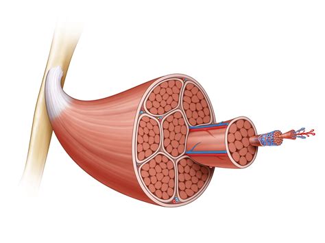 Skeletal Muscle Anatomy Quiz - Quizizz