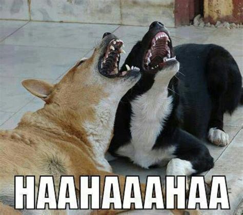 Haahaaahaa Laugh Cartoon Funny Dogs Laughing Dog