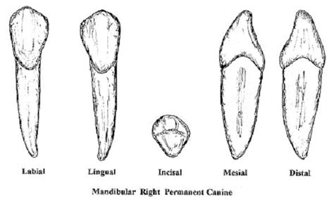 Canine Teeth Human Human Body Pinterest Teeth