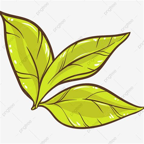Tea Leaves Green Leaves Plant Leaves Clover Green Clover Leaf