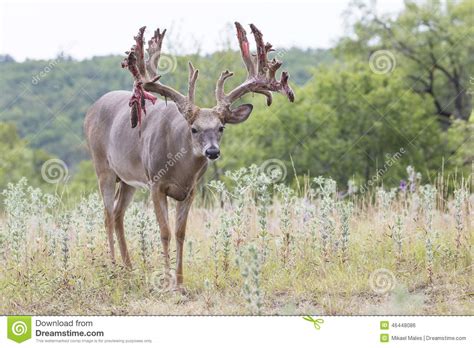 Non Typical Whitetail Buck Coming Out Of Velvet Stock