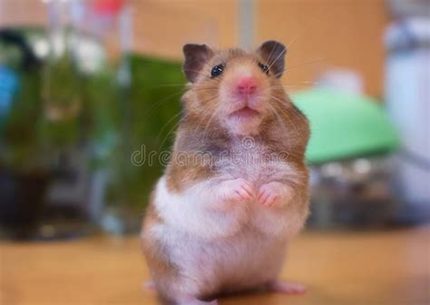 Hamster Picture 835 1000  Xrcc1 Mutation Is