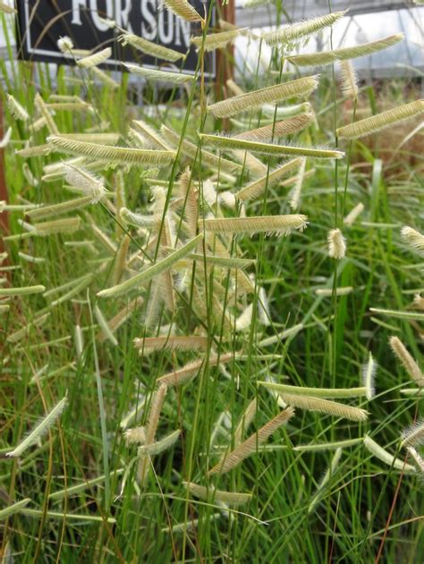 (no reviews yet) blonde ambition blue grama grass write a review. Blonde Ambition Blue Grama | Faller Landscape