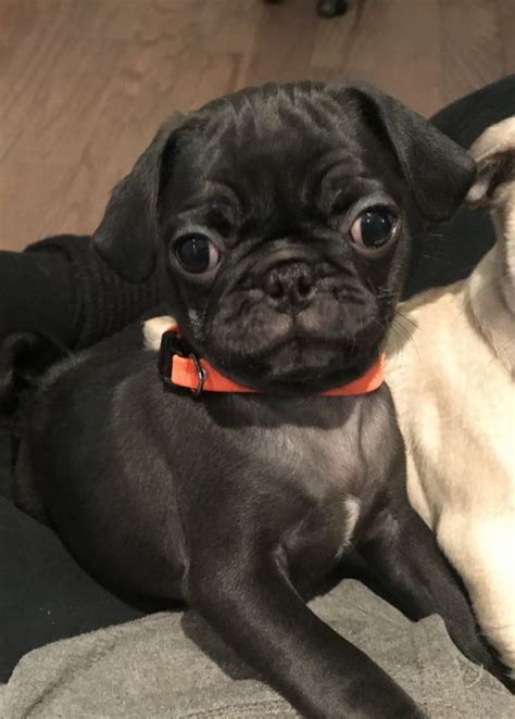 Marketplace is where you can find anything you need! Elvis Pug Puppy for Sale in Rochester, New York