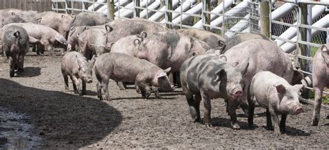 Pigs Free Stock Photo Public Domain Pictures