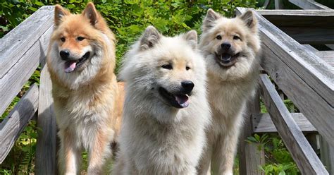 Everything You Need To Know About The Eurasier Dog Breed I Love My
