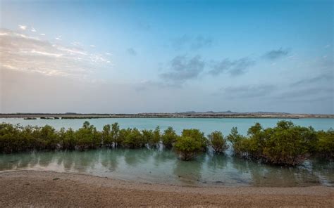 Jubail Mangrove Park Abu Dhabi Broadwalk Kayaking And More Mybayut