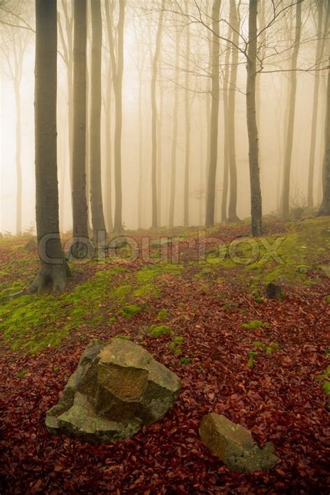Misty Forest At Dawn In The Autumn Stock Image Colourbox
