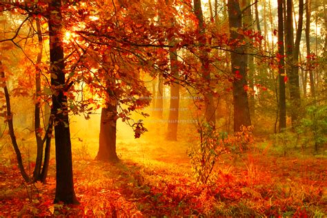 Autumn Sun Rays Fall Trees Shine Foliage Hd Wallpaper 1874254