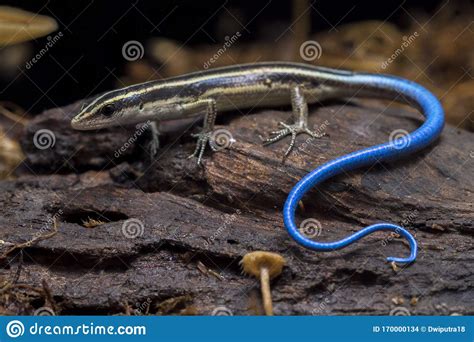 Emoia Caeruleocauda Blue Tailed Skink Commonly Known As The Pacific