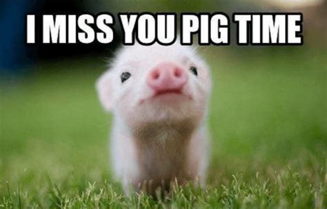 I Miss You Pig Time 🐷 ️ Funny Pigs Baby Animals Funny Cute Animals